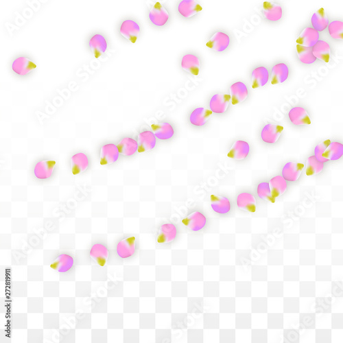 Vector Realistic Pink Petals Falling on Transparent Background.  Spring Romantic Flowers Illustration. Flying Petals. Sakura Spa Design. Blossom Confetti.