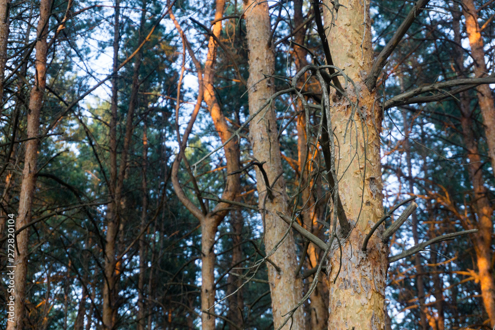 the sun on the trunks of the pines the sun on the trunks of the pines