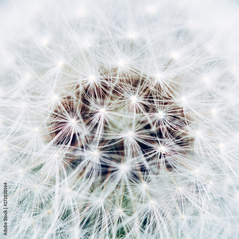 Macro photo of white dandelion, blowball. Close up Macro photo of white dandelion, blowball. Close up