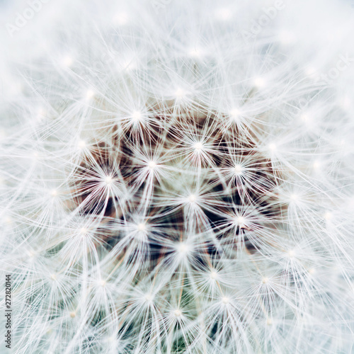 Macro photo of white dandelion  blowball. Close up