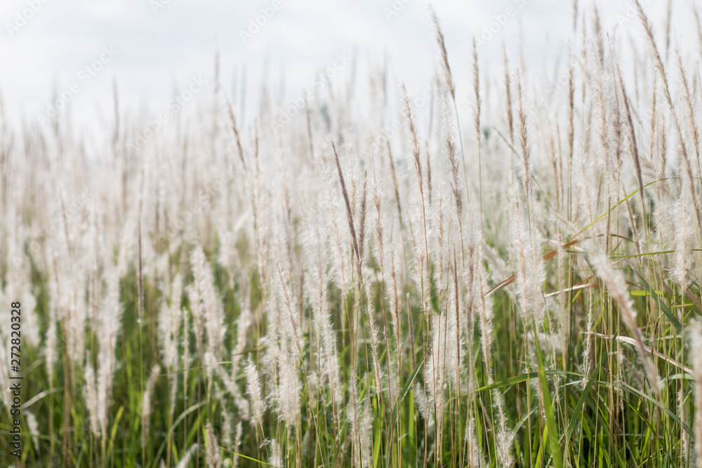 tall grass in the wind tall grass in the wind