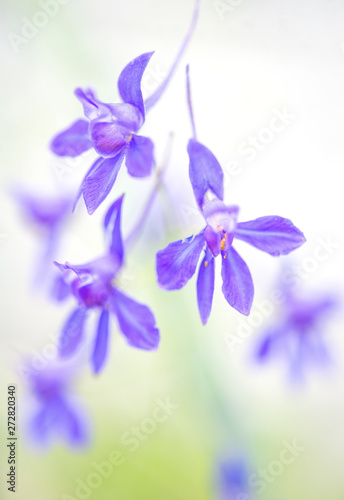 Blue flowers on a soft background