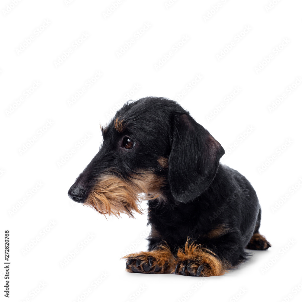 Cute adult black tan wirehaire Dachshund dog, laying down. Looking to the side with brown eyes. Isolated on white background.