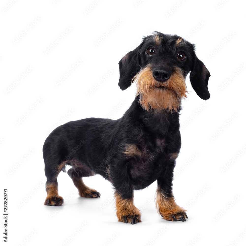 Cute adult black tan wirehaire Dachshund dog, standing side ways. Looking cheeky to the lens with brown eyes. Isolated on white background.
