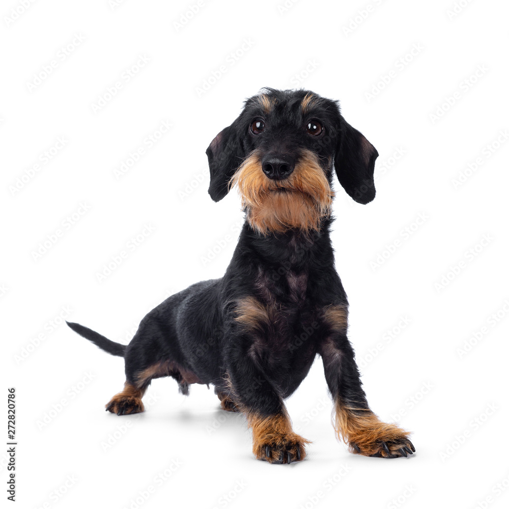 Cute adult black tan wirehaire Dachshund dog, standing side ways. Looking cheeky beside lens with brown eyes. Isolated on white background. Cute adult black tan wirehaire Dachshund dog, standing side ways. Looking cheeky beside lens with brown eyes. Isolated on white background.