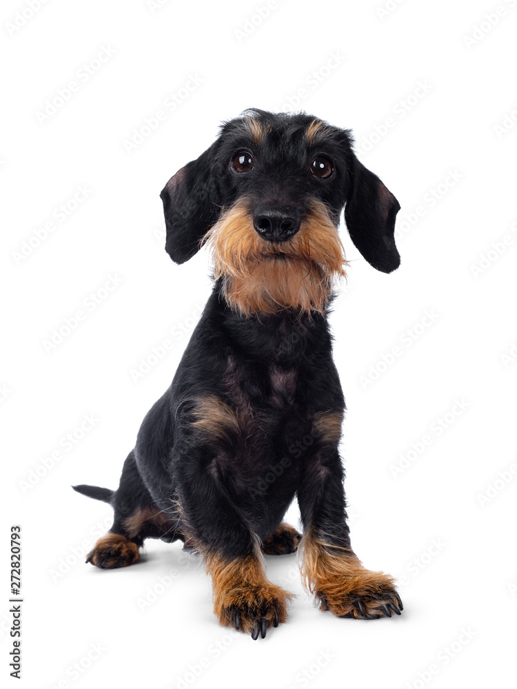 Cute adult black tan wirehaire Dachshund dog, standing facing front. Looking cheeky to the lens with brown eyes. Isolated on white background.