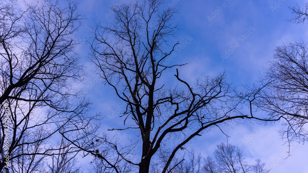 silhouettes of trees against the blue sky silhouettes of trees against the blue sky