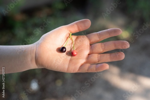 Two cherry fruits on a woman's hand