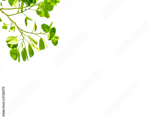 Isolate leaf on the white background. Green leaf for background. Text space.