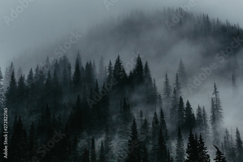 Fog around trees © Ingmar