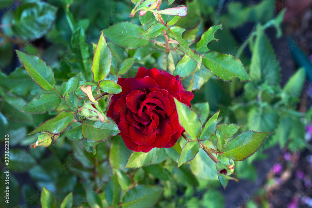 red rose blooms on a bush in the garden red rose blooms on a bush in the garden