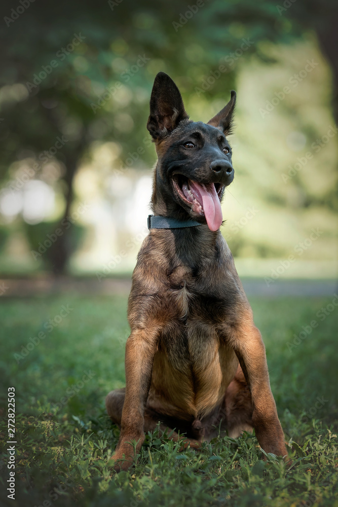 Belgian malinois is sitting in a park 
