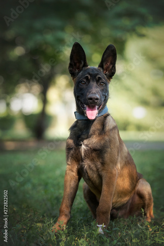 Belgian malinois is sitting in a park 