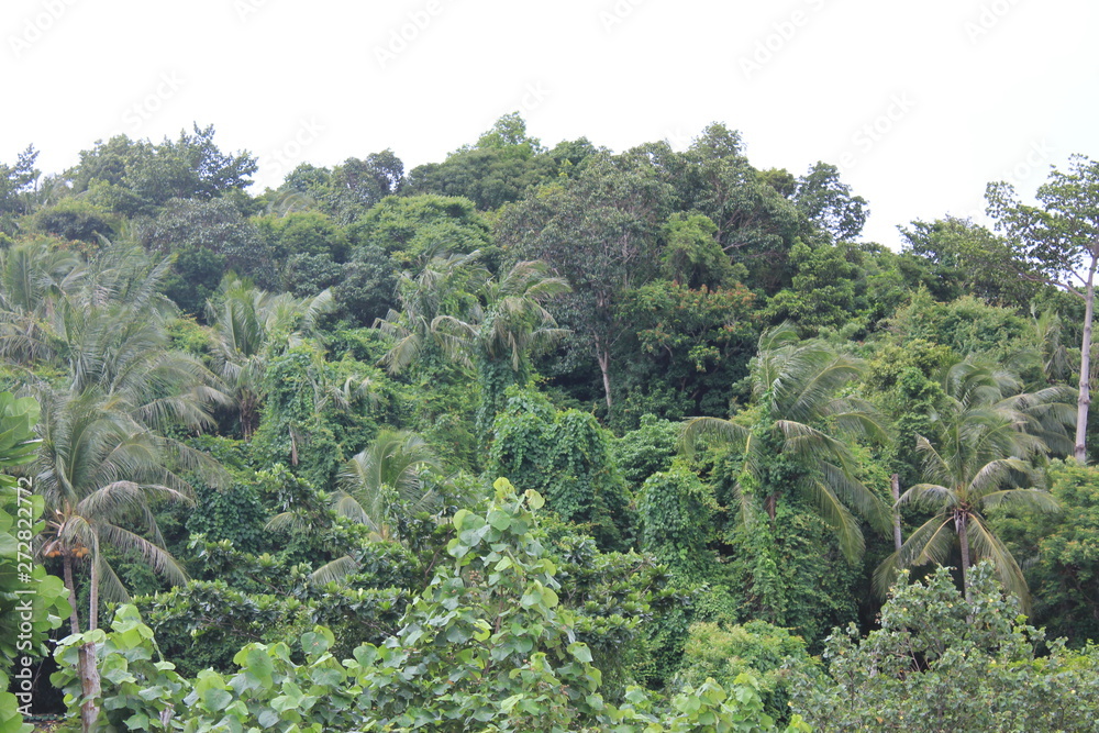 trees in the forest