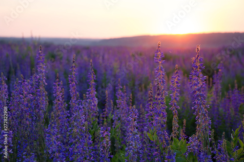 purple flowers field in at sunset