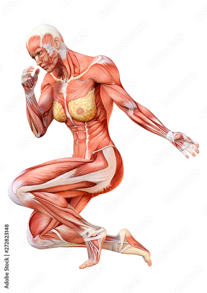 3D Rendering Female Anatomy Figure on White 3D Rendering Female Anatomy Figure on White