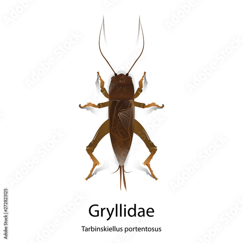 Gryllidae vector on white background.