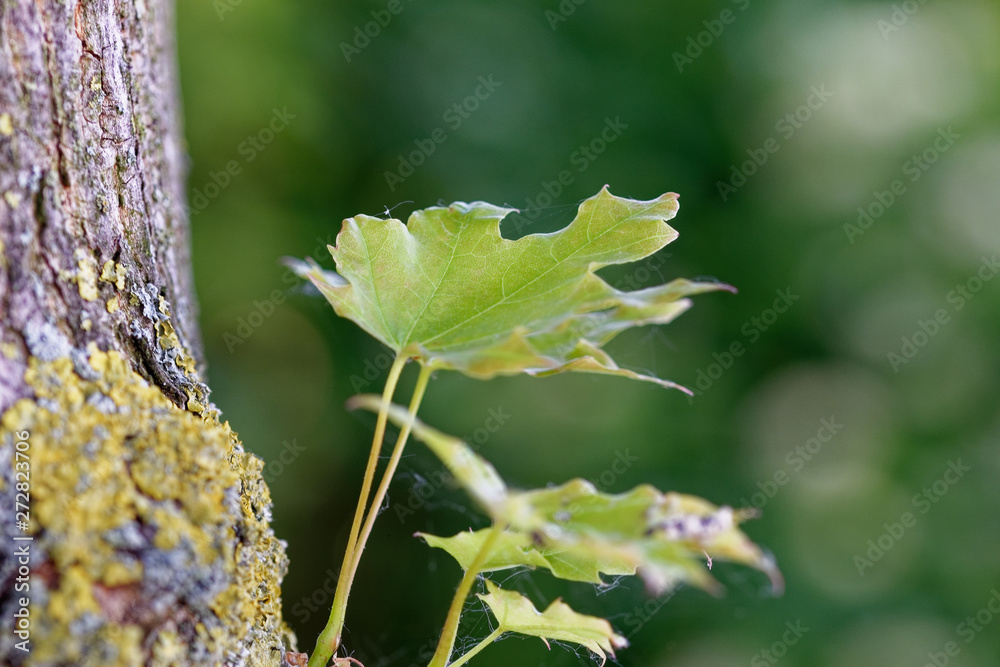 Naklejka premium Leaf 1 - Blatt
