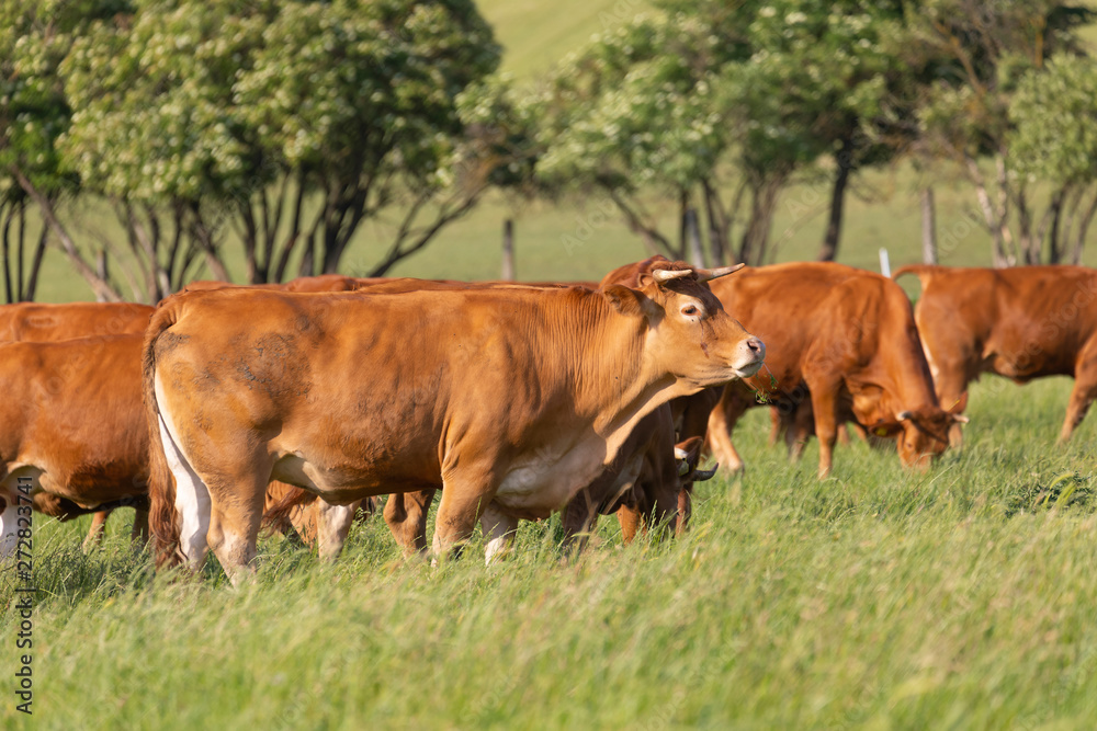 brown cows on fresh spring pastures, close up, breed Limousine, Europe brown cows on fresh spring pastures, close up, breed Limousine, Europe