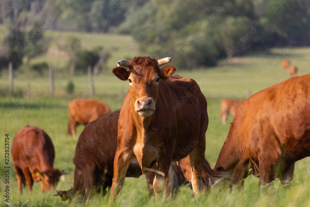 brown cows on fresh spring pastures, close up, breed Limousine, Europe