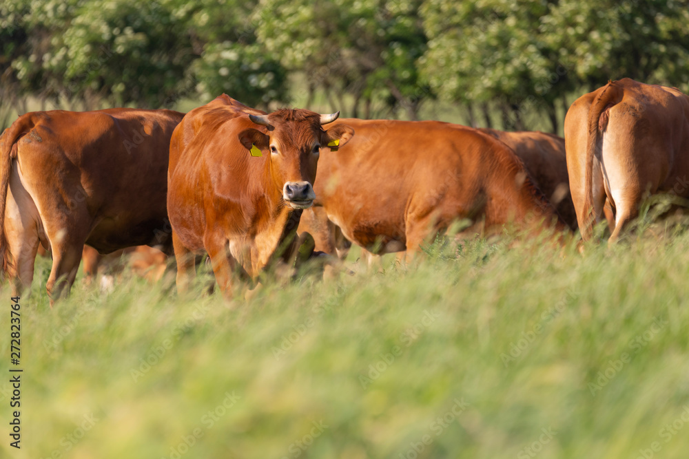 brown cows on fresh spring pastures, close up, breed Limousine, Europe