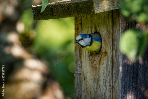 Fotobehang blue tit on branch, blue tit in nest, blue tit in birdhouse, bird in birdhouse