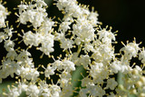 Weiße Blüten2