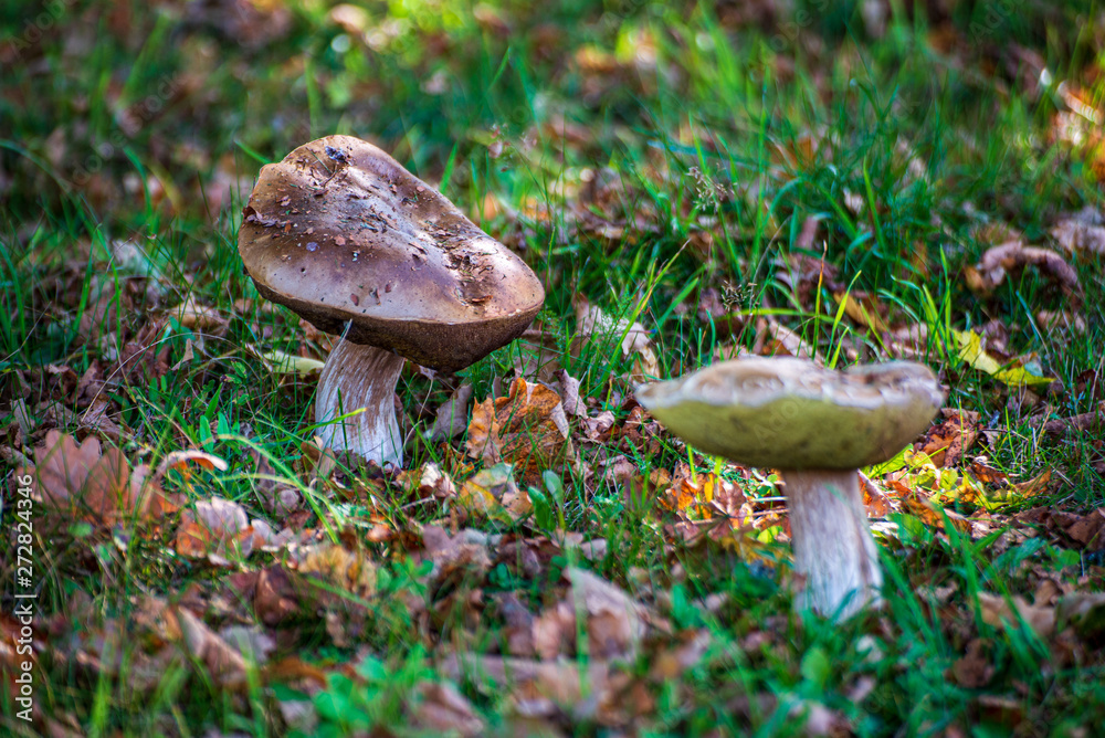 ground soil texture with tree roots and old vegetation leftovers
