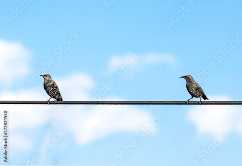 Starling birds