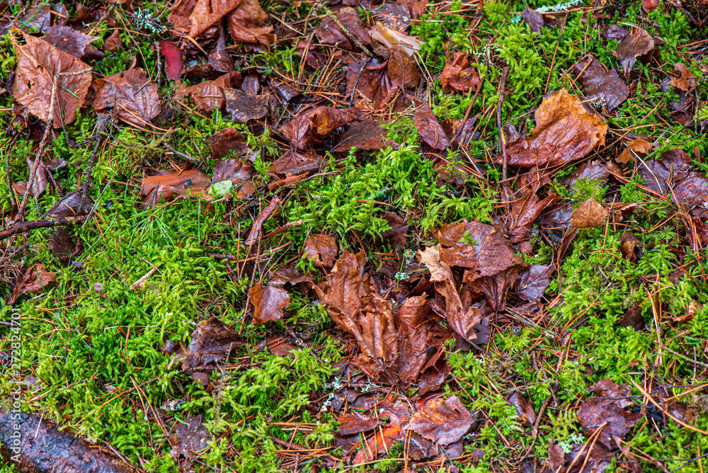 ground soil texture with tree roots and old vegetation leftovers ground soil texture with tree roots and old vegetation leftovers