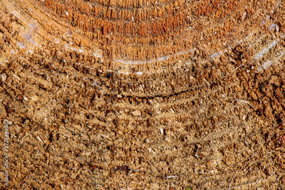 Fototapeta premium pile of fireplace log wood in open air