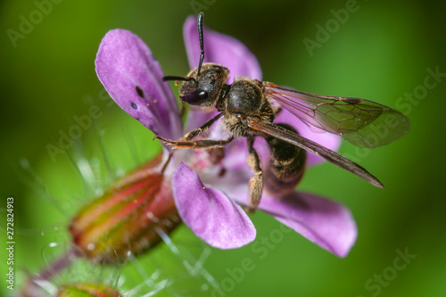 Small wild bee on violet Geraniaceae flower, closeup