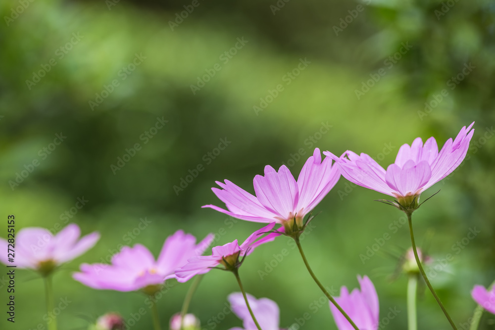 pink cosmos flower