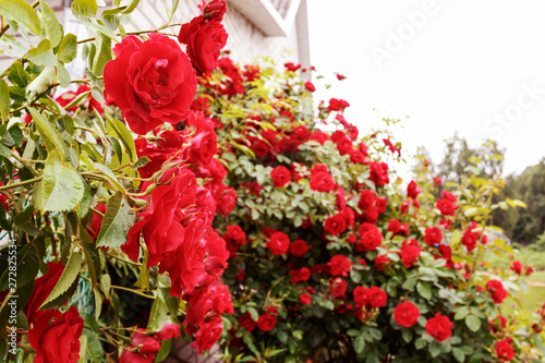 Red garden roses  closeup  summer floral background. Place for text.