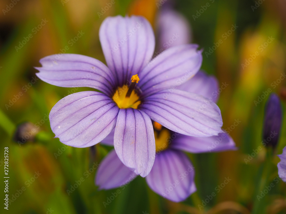 Sisyrinchium Californian skies flower in full bloom in a garden Sisyrinchium Californian skies flower in full bloom in a garden