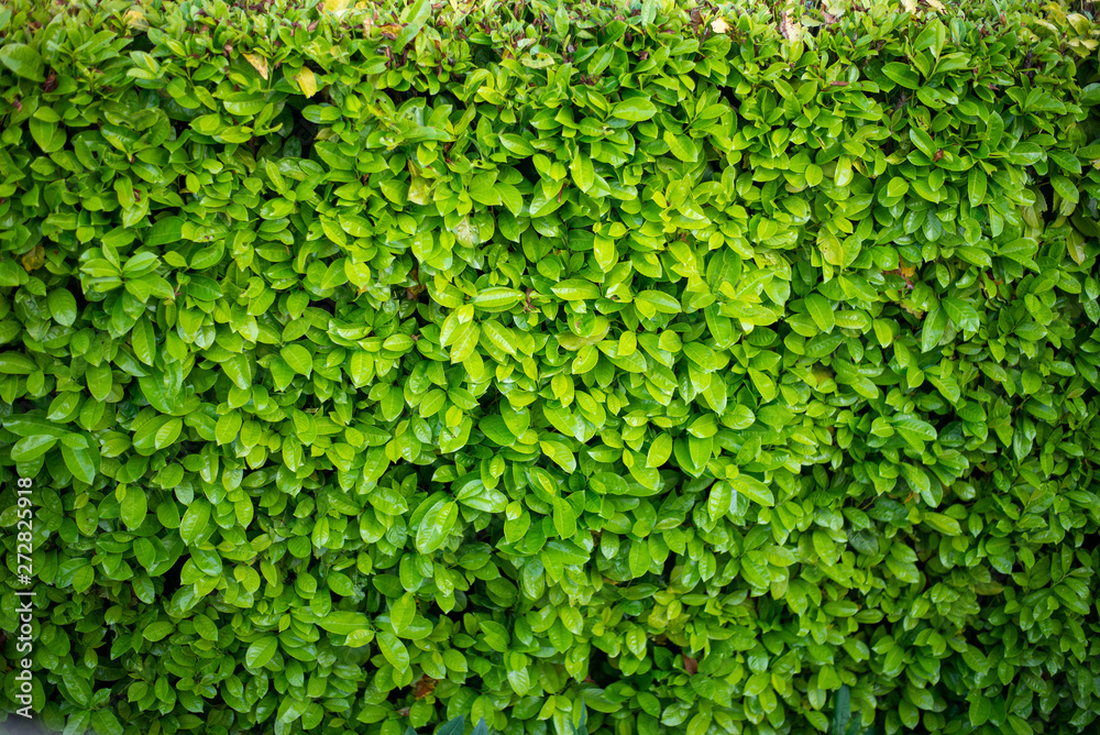 Texture végétale haie Texture végétale haie