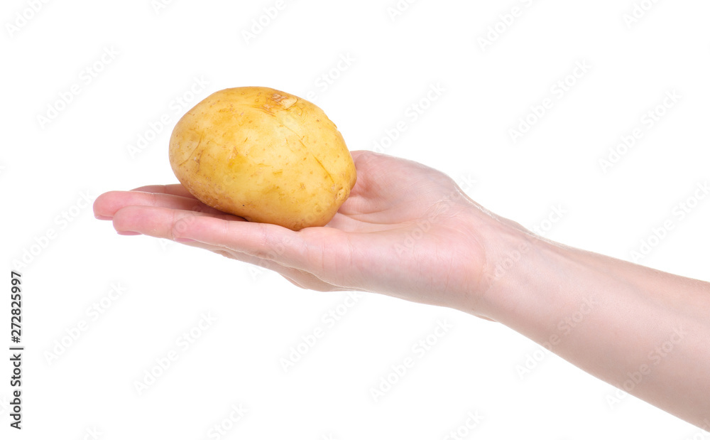 potatoes in hand on white background isolation potatoes in hand on white background isolation