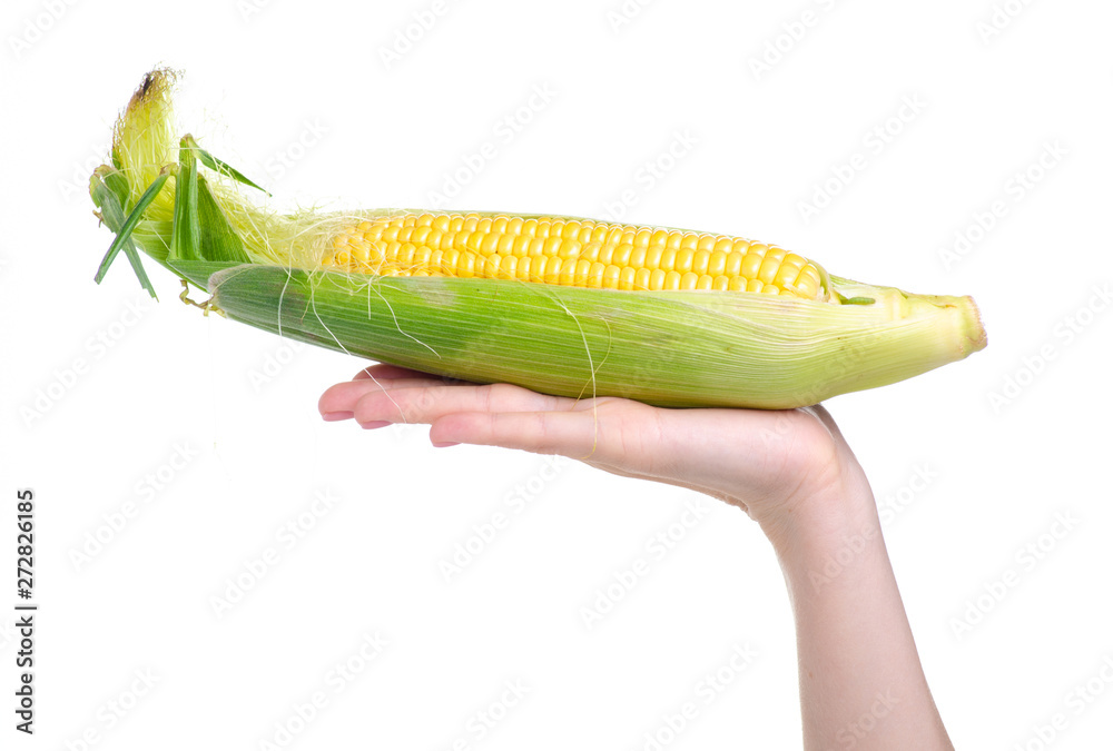 Corn fresh food in hand on white background isolation Corn fresh food in hand on white background isolation