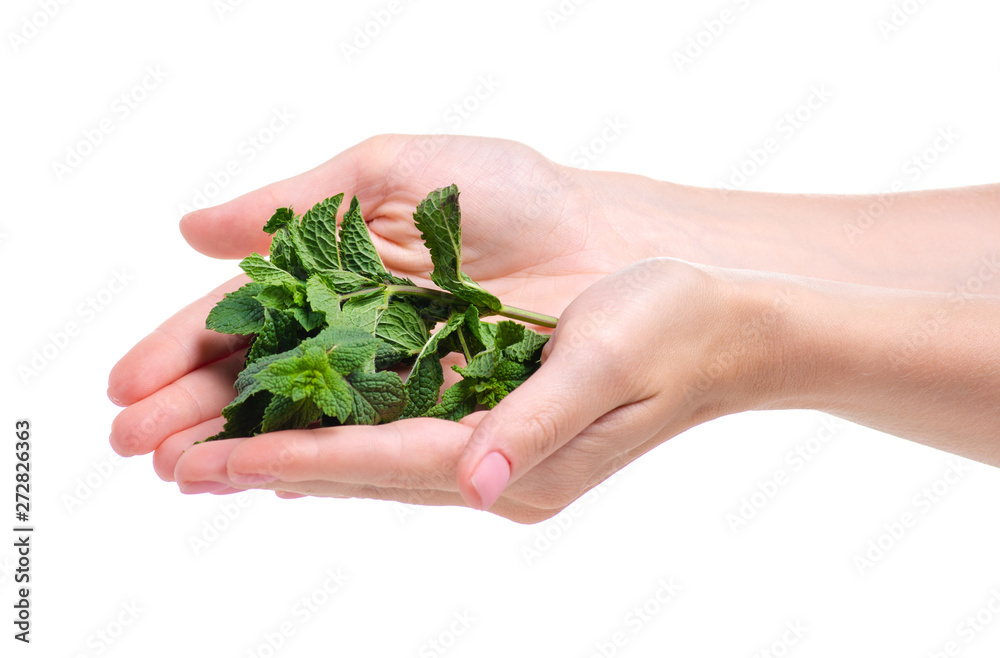 Fresh mint in hand on white background isolation
