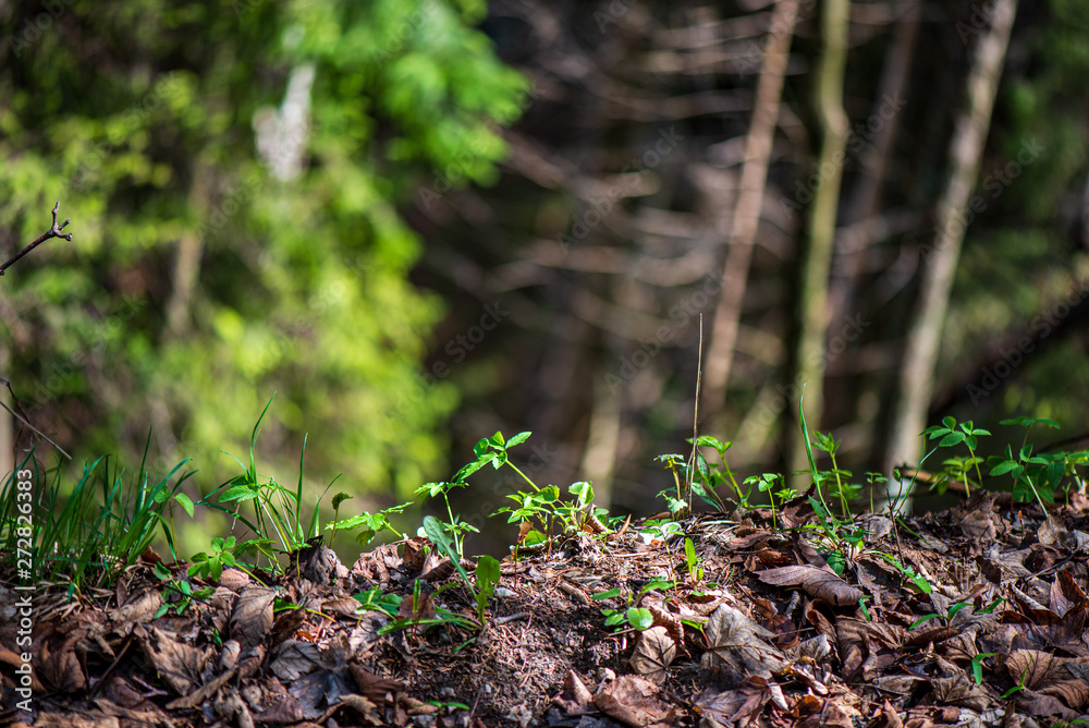 green foliage details with blur background green foliage details with blur background