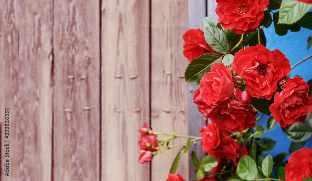 Red garden roses, closeup, summer floral background. Place for text.