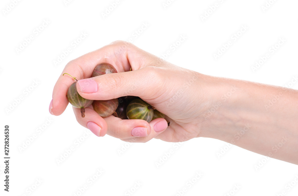 Gooseberry berry fruit in hand on white background isolation Gooseberry berry fruit in hand on white background isolation