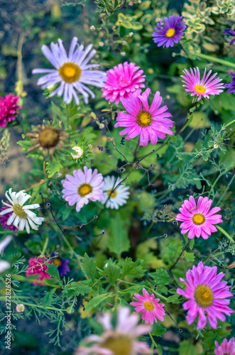 White and pink aster flowers at flowerbed