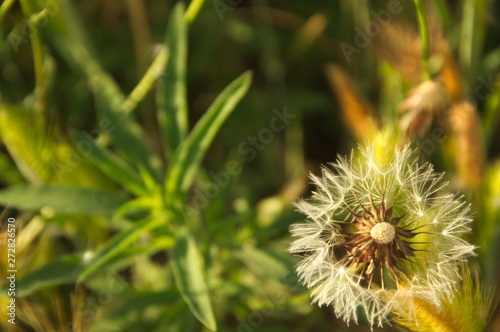 flower dandelion garden 