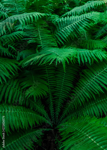 Fototapeta Naklejka Na Ścianę i Meble -  green leaves of fern