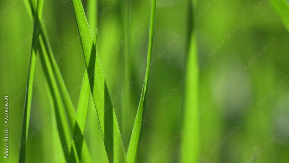 Vibrant green grass close-up. Green grass macro. Abstract natural background of green grass and beauty blurred bokeh. Summer.Beautiful view. Vibrant green grass close-up. Green grass macro. Abstract natural background of green grass and beauty blurred bokeh. Summer.Beautiful view.