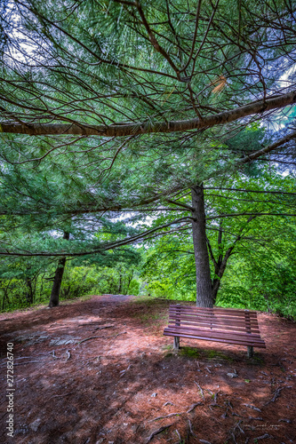 Peaceful bench in the forest.
