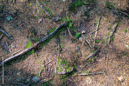 ground soil texture with tree roots and old vegetation leftovers