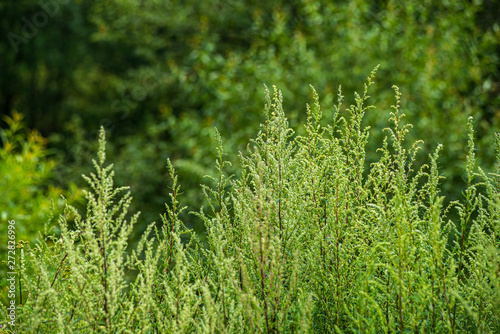 green foliage details with blur background