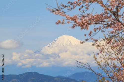 Sakura cherry blossom with mount Fuji landscape at Shizuoka prefecture, Japan